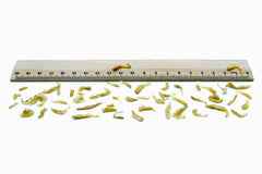 10 KG Garnelen 1 - 2cm getrocknet (Shrimps) - futter - tiere.de