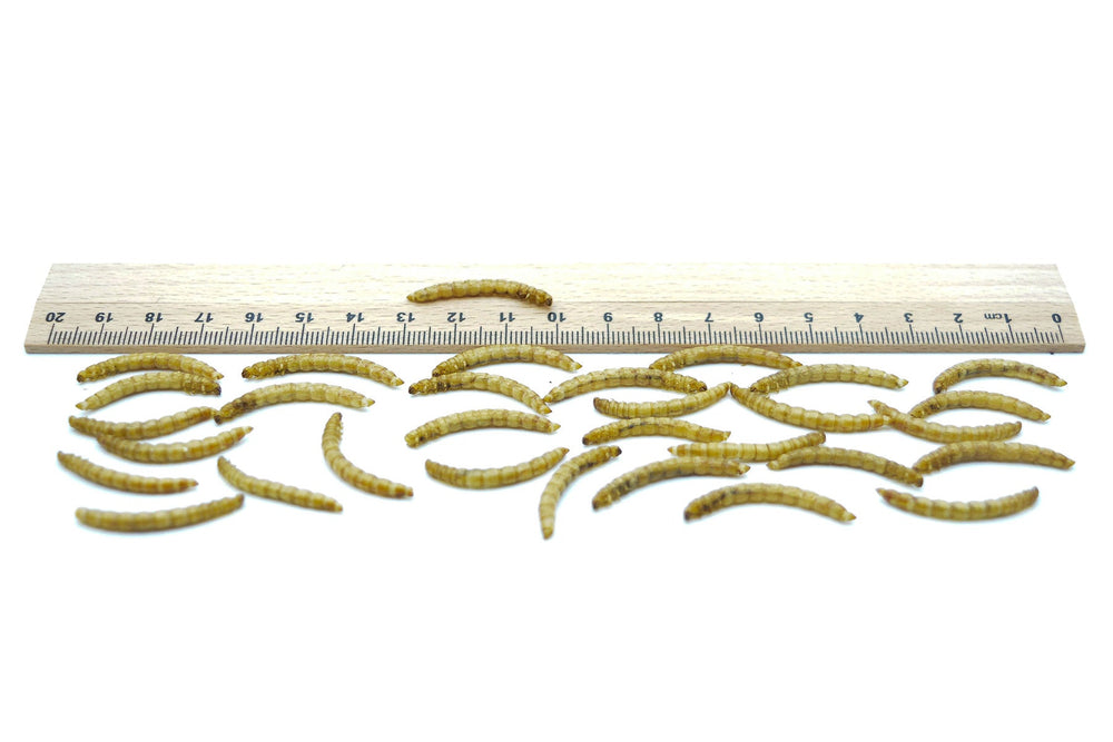 10 KG Mehlwürmer getrocknet - futter - tiere.de