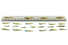 2 KG Fische 1 - 3 cm getrocknet - futter - tiere.de