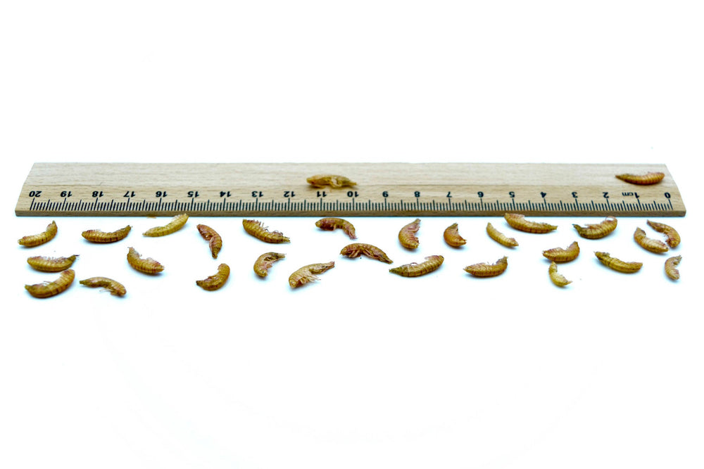 20 KG Bachflohkrebse - Gammarus getrocknet - futter - tiere.de