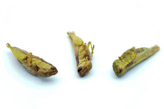 20 KG Grashüpfer (Heuschrecken) getrocknet - futter - tiere.de