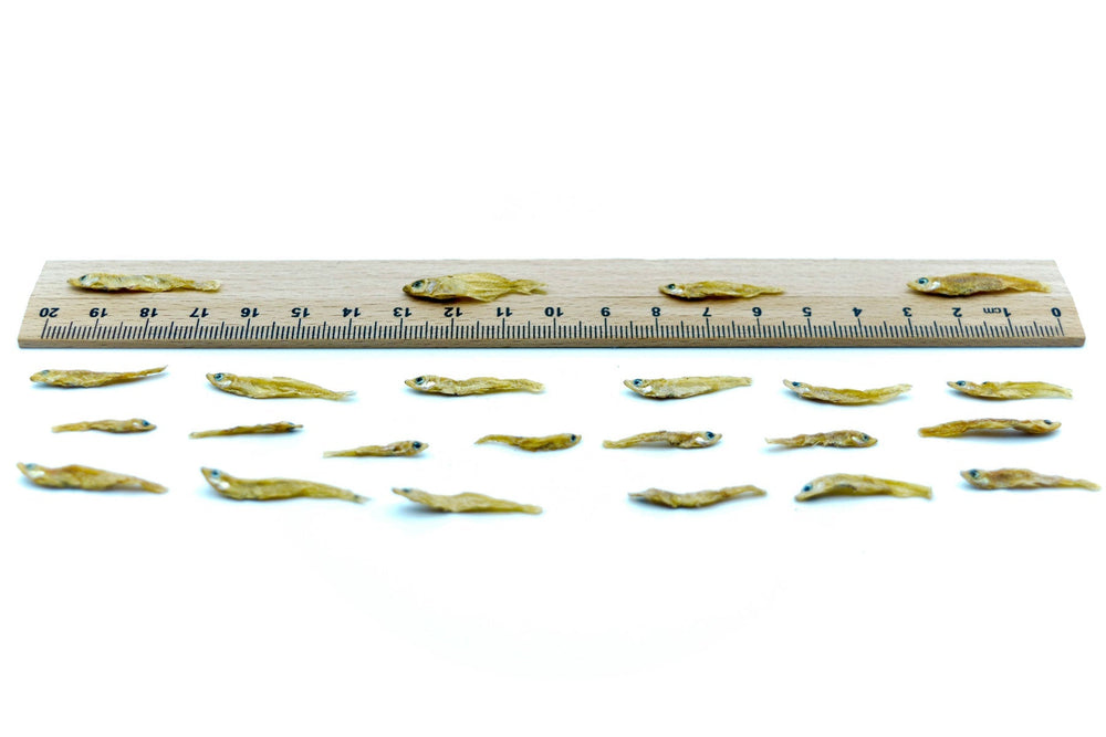 Nahaufnahme von getrockneten Futterfischen 1–3 cm in Premium Qualität