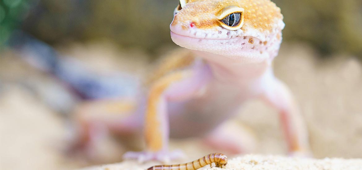 Getrocknete Mehlwürmer für Reptilien: Natürliche Proteinquelle im Terrarium - futter-tiere.de