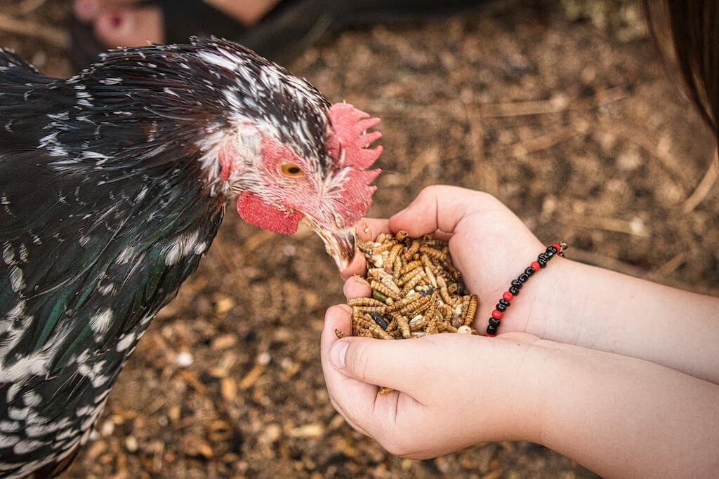 Mehlwürmer: Das Ideale Ergänzungsfutter für Ihre Tiere - futter-tiere.de