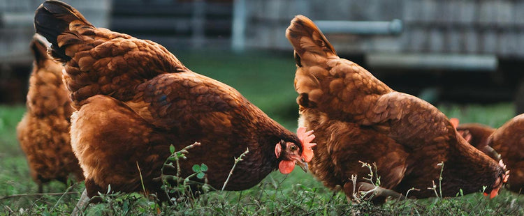 Mehlwürmer für Hühner: Wie sie für gesunde Eier sorgen - futter-tiere.de