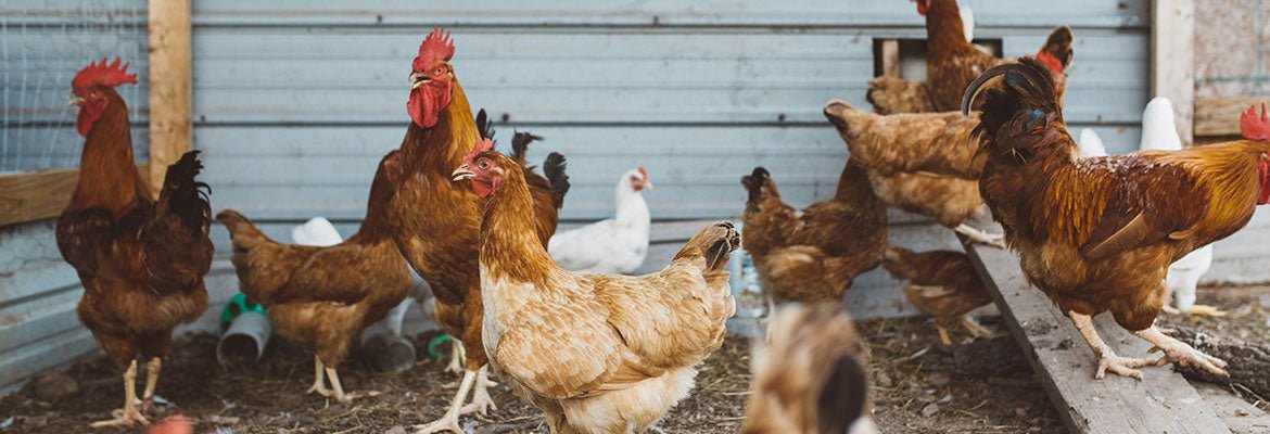 Warum sind Insekten als Futter für Nutztiere so gut? - futter-tiere.de