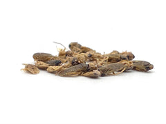 Wasserfliege 5mm getrocknet - 0,2 bis 20kg