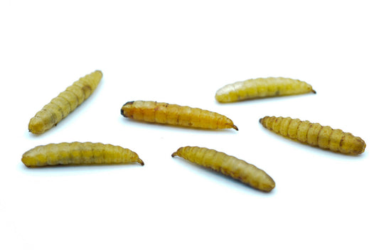 1 KG Soldatenfliegenlarven (Hermetia) getrocknet - futter - tiere.de