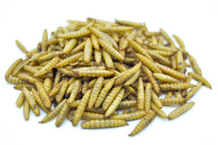 1 KG Soldatenfliegenlarven (Hermetia) getrocknet - futter - tiere.de