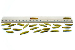 10 KG Soldatenfliegenlarven (Hermetia) getrocknet - futter - tiere.de