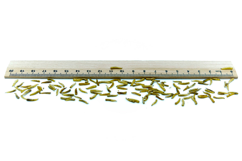 2 KG Fliegenlarven (Maden) getrocknet - futter - tiere.de
