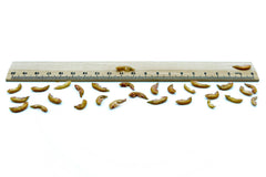 20 KG Bachflohkrebse - Gammarus getrocknet - futter - tiere.de