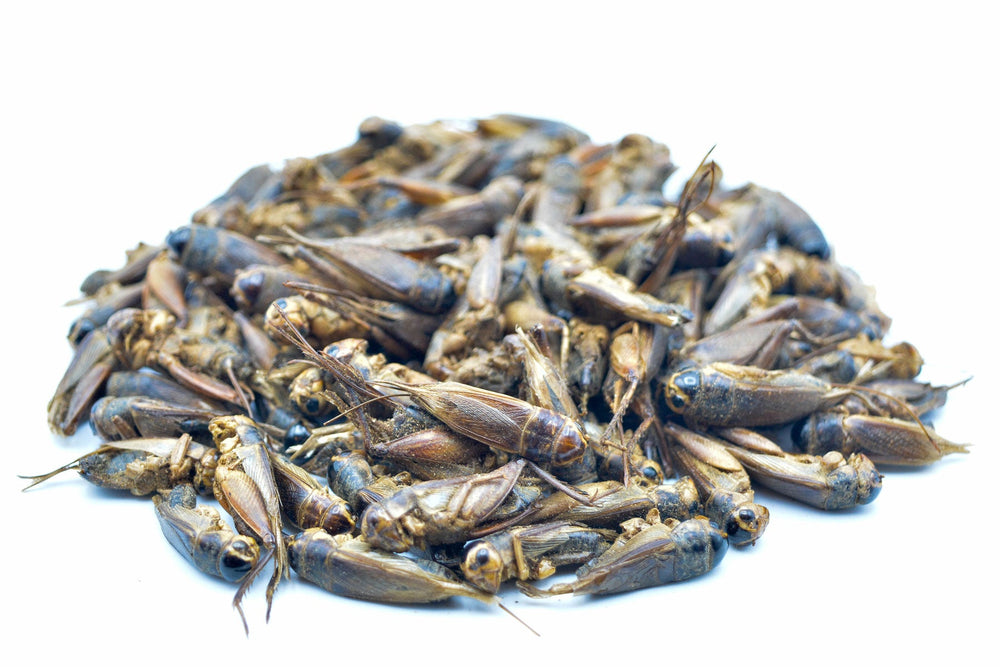 20 KG Grillen getrocknet - futter - tiere.de