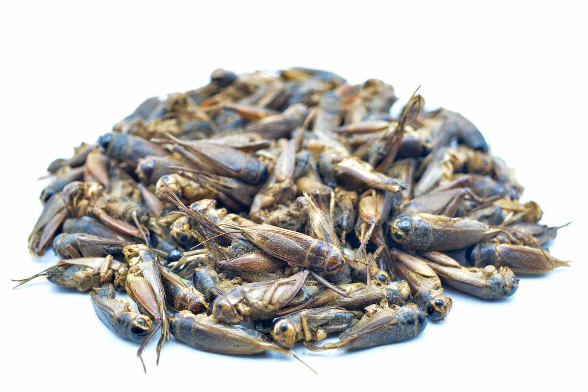 20 KG Grillen getrocknet - futter - tiere.de