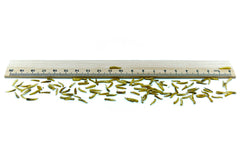 5 KG Fliegenlarven (Maden) getrocknet - futter - tiere.de