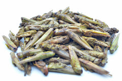 Grashüpfer (Heuschrecken) getrocknet 0,2 - 20 KG - futter - tiere.de