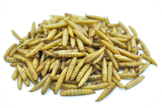 Soldatenfliegenlarven getrocknet als Haufen mit hoher Proteinqualität
